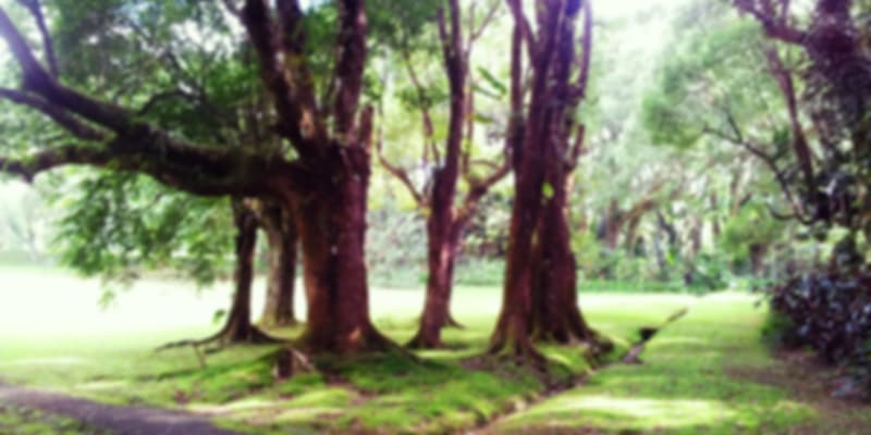 A picture that was taken in the gardens of Curepipe