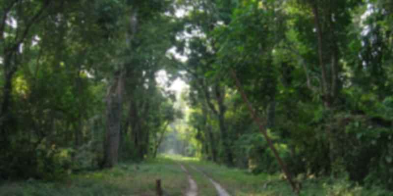 An amazing view of the dense forest at Gorumara National Park