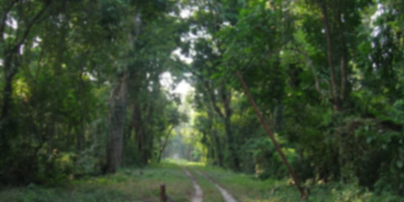 An amazing view of the dense forest at Gorumara National Park