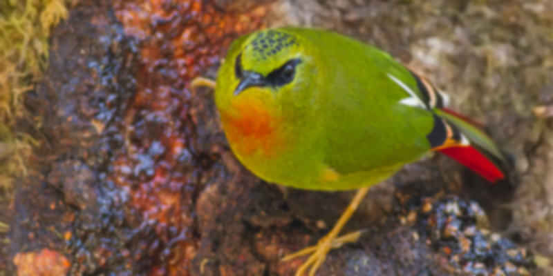 A picture of a bird that was taken in Eagle's Nest Wildlife Sanctuary