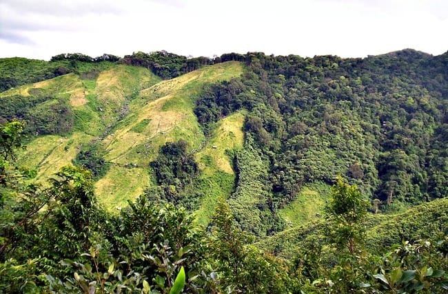 An Ultimate travel Guide to Nokrek National Park, Meghalaya