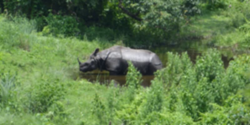 A picture of a rhinoceros that was taken at Gorumara National Park
