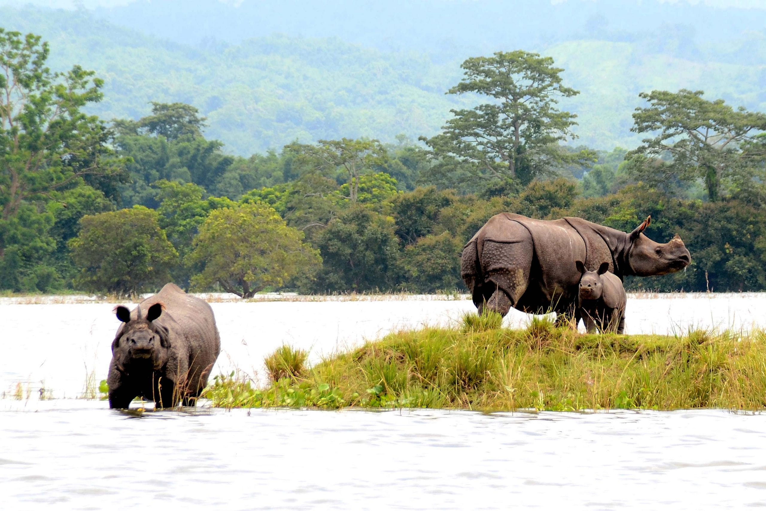 All you need to know before visiting Kaziranga National Park in Assam