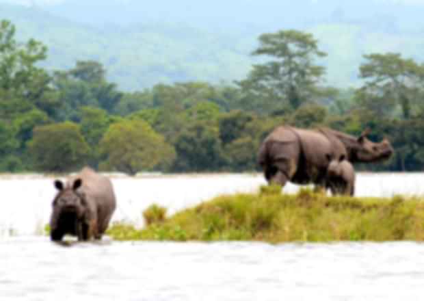 All you need to know before visiting Kaziranga National Park in Assam