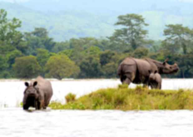 All you need to know before visiting Kaziranga National Park in Assam
