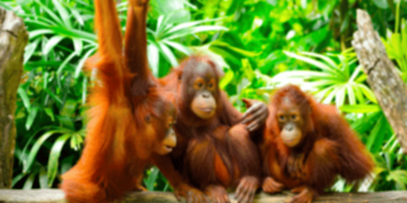 Crocker range forest, orangutans