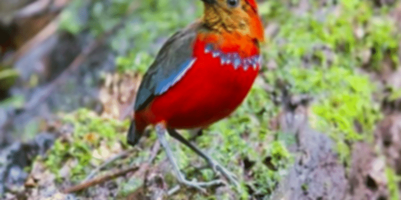 Birds watching at Crocker range
