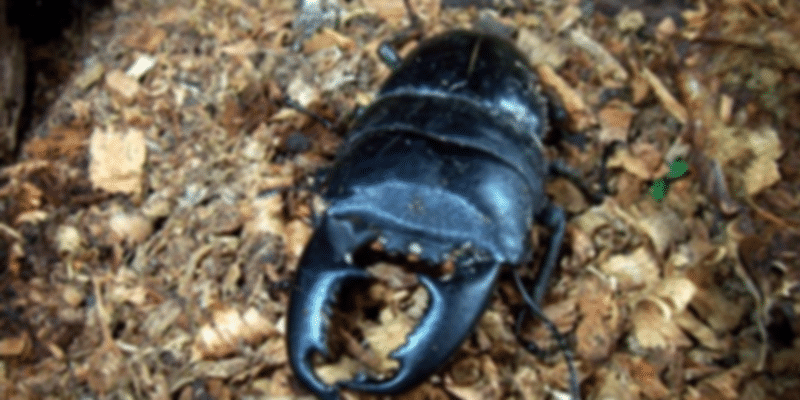 Insectarium