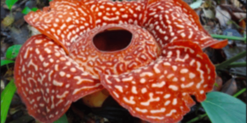 Worlds largest Blooming flower.