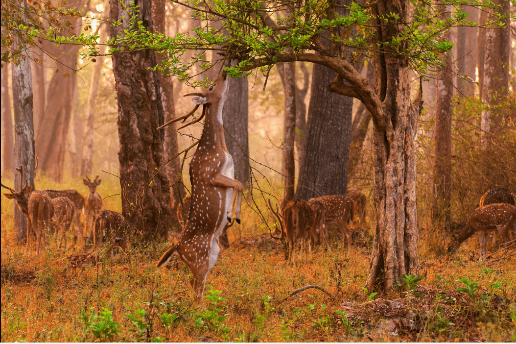 Bangalore To Wayanad: A Comprehensive Travel Guide