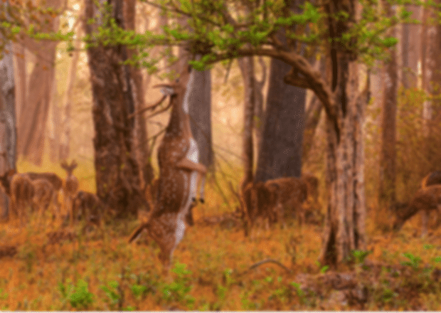 Bangalore To Wayanad: A Comprehensive Travel Guide