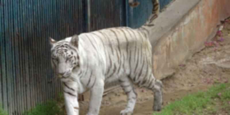 White Tiger in Jaipur Zoo