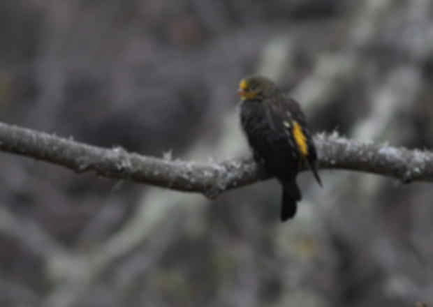 Must-Visit National Parks in Arunachal Pradesh