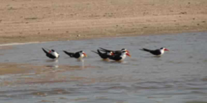 Birds of National park