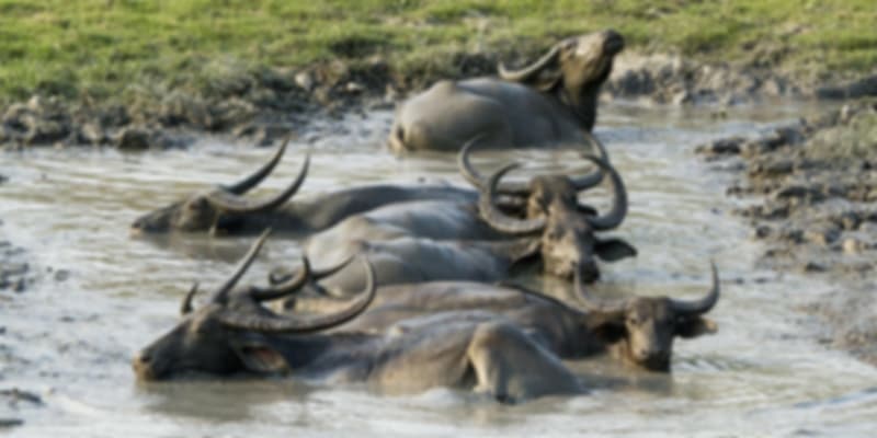 Wildlife Sanctuaries In Assam