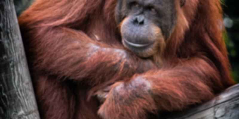Orangutans at the Zoo Negara