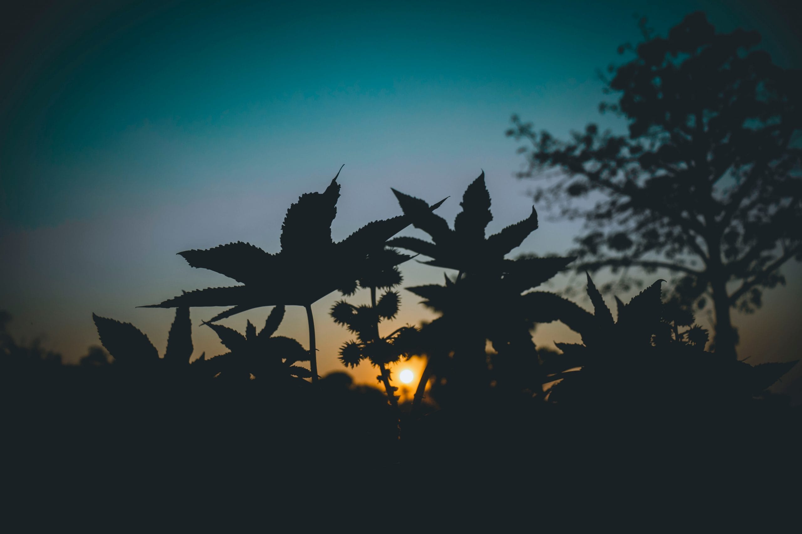 7 Must-Experience Festivals in Assam That Will Blow Your Mind