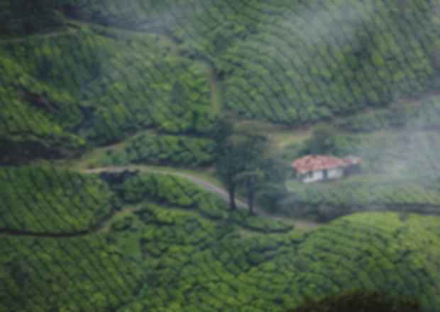 Cochin to Munnar – A Heavenly route for a peaceful journey!