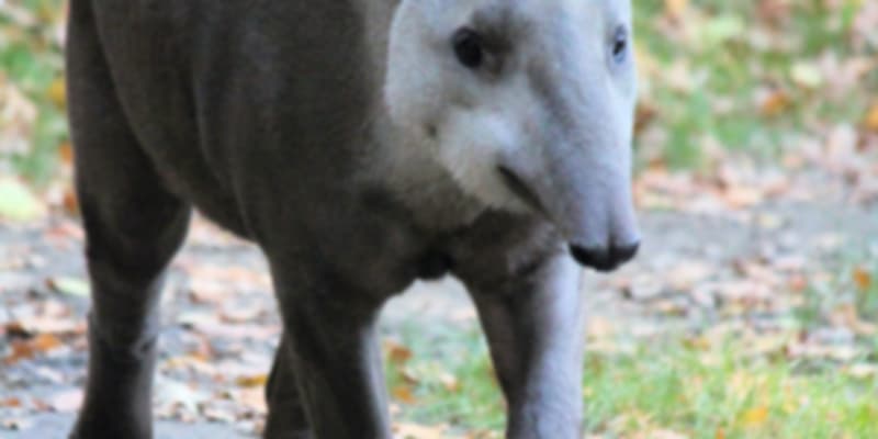 The four legged Malayan tapir