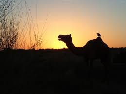 A Day In Thar Desert – An Unforgettable Experience