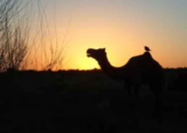 A Day In Thar Desert – An Unforgettable Experience