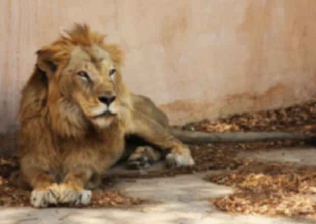 Things to know about Jaipur Zoo and its nearby places