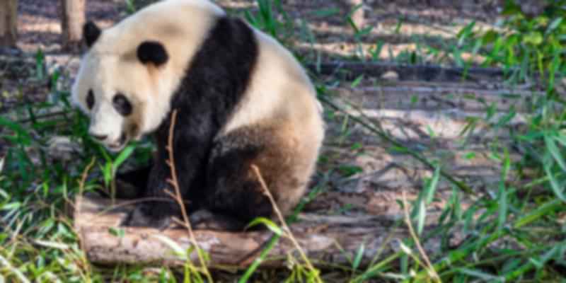 Giant Pandas at the Exhibits