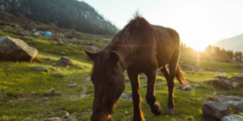 Kheerganga Trek