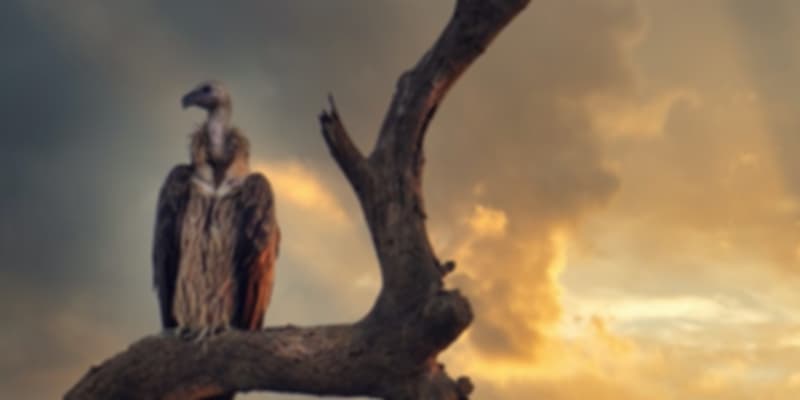 Kaziranga National Park