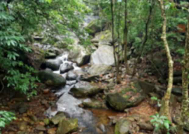 Wayanad during Monsoon: A Complete Guide & Top things to Do