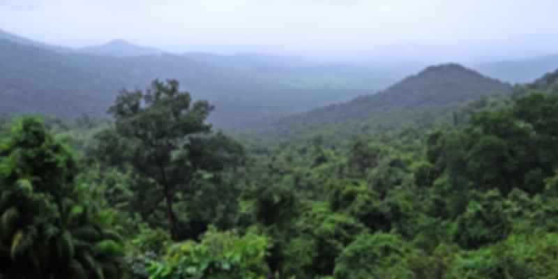 Dense forests of National park