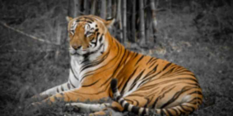 National park tigers