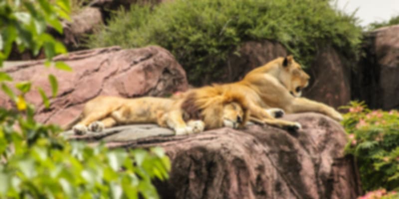 The lions having their day at the Zoo Negara