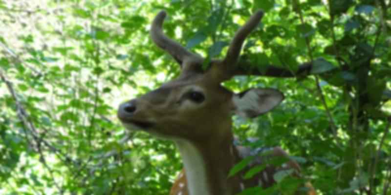 Spotted Dear in National Park
