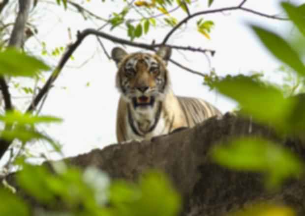 5 Best National Parks in Rajasthan for a Memorable Experience