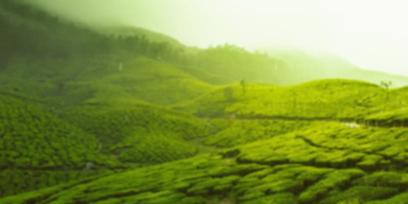 A picture of lush green fields in Kerala