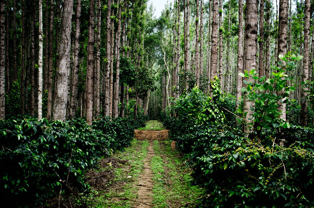 Bangalore to Chikmagalur: All you need to know for your next trip