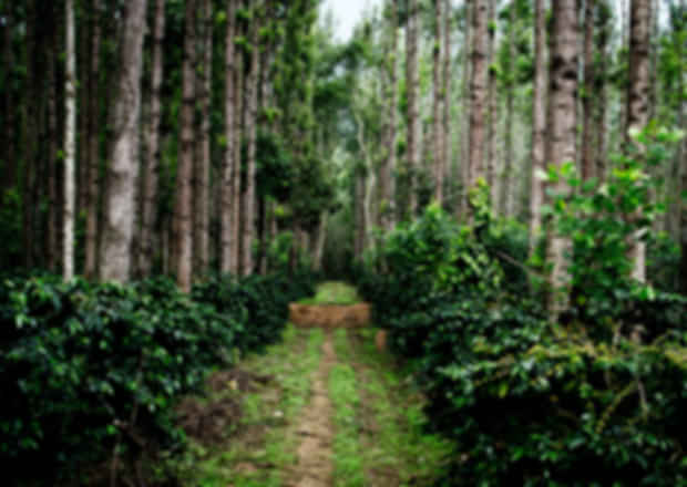 Bangalore to Chikmagalur: All you need to know for your next trip