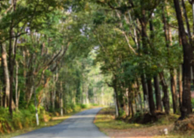 Resorts in Sakleshpur: Your guide to choosing the perfect stay