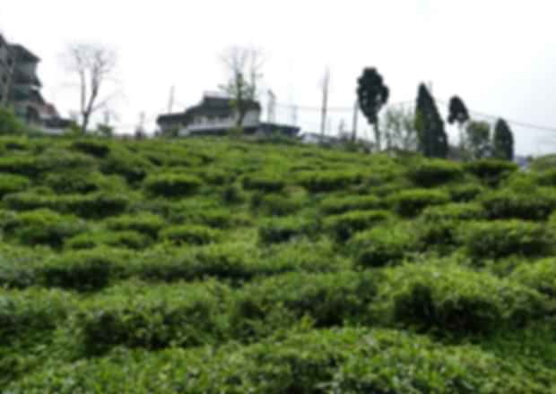 Visit Kurseong – A place worth a vacation that just can’t be missed