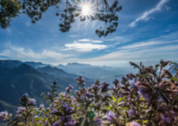 Munnar, Kerala – All you need to know about Munnar