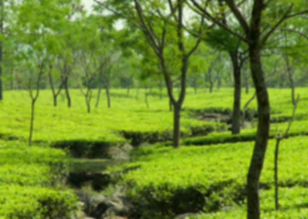 Dooars Tourism – Explore the unexplored!