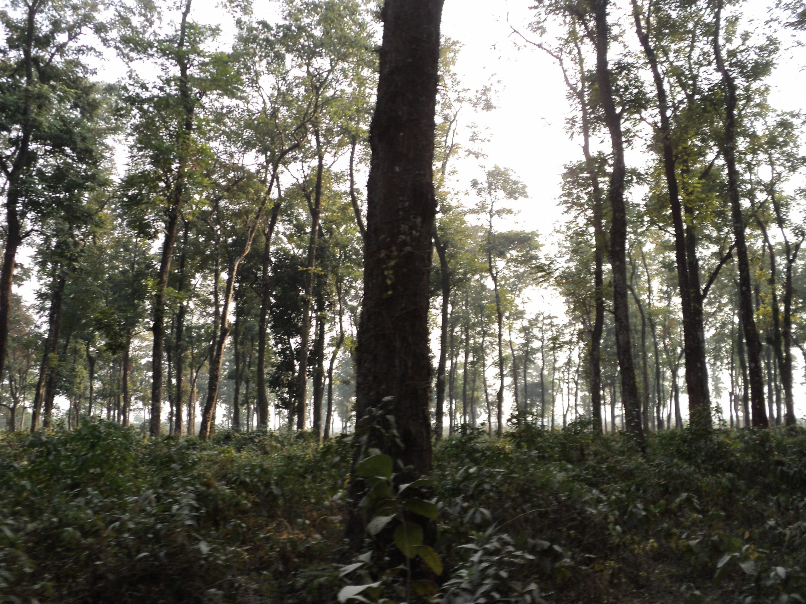 Jaldapara National Park: A Wildlife Safari Guide