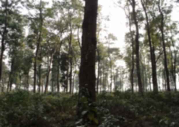 Jaldapara National Park: A Wildlife Safari Guide