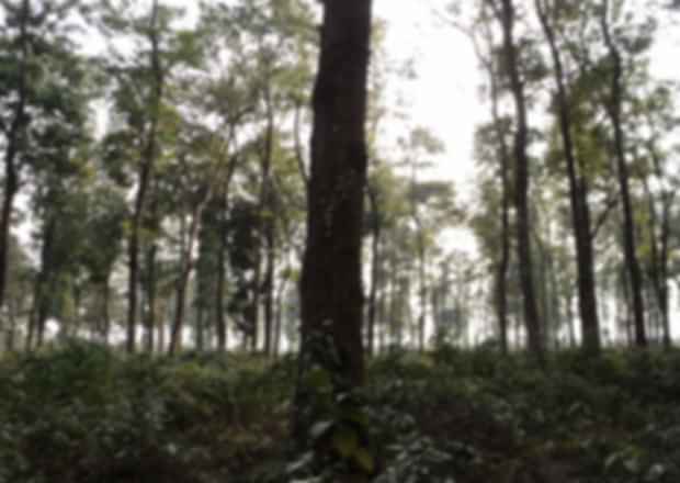 Jaldapara National Park: A Wildlife Safari Guide