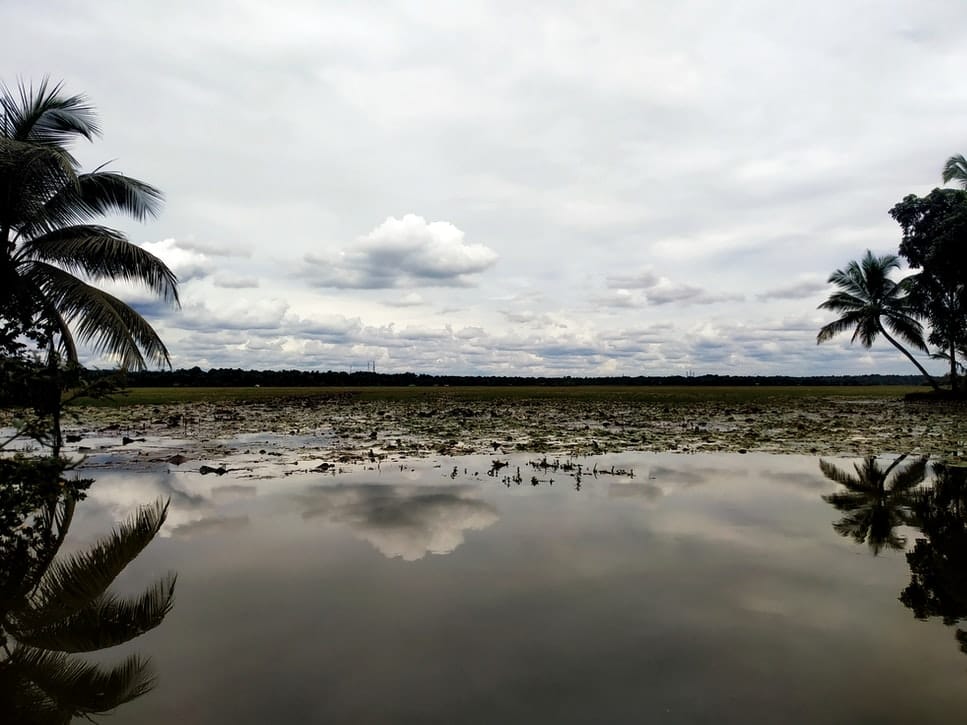 Take a look at Siberian Crane at Kumarakom Bird Sanctuary