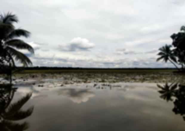 Take a look at Siberian Crane at Kumarakom Bird Sanctuary