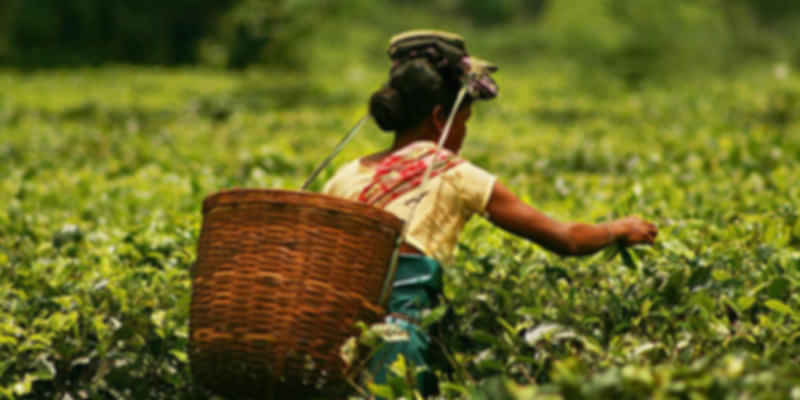 A lady at one of the tea gardens in Assam