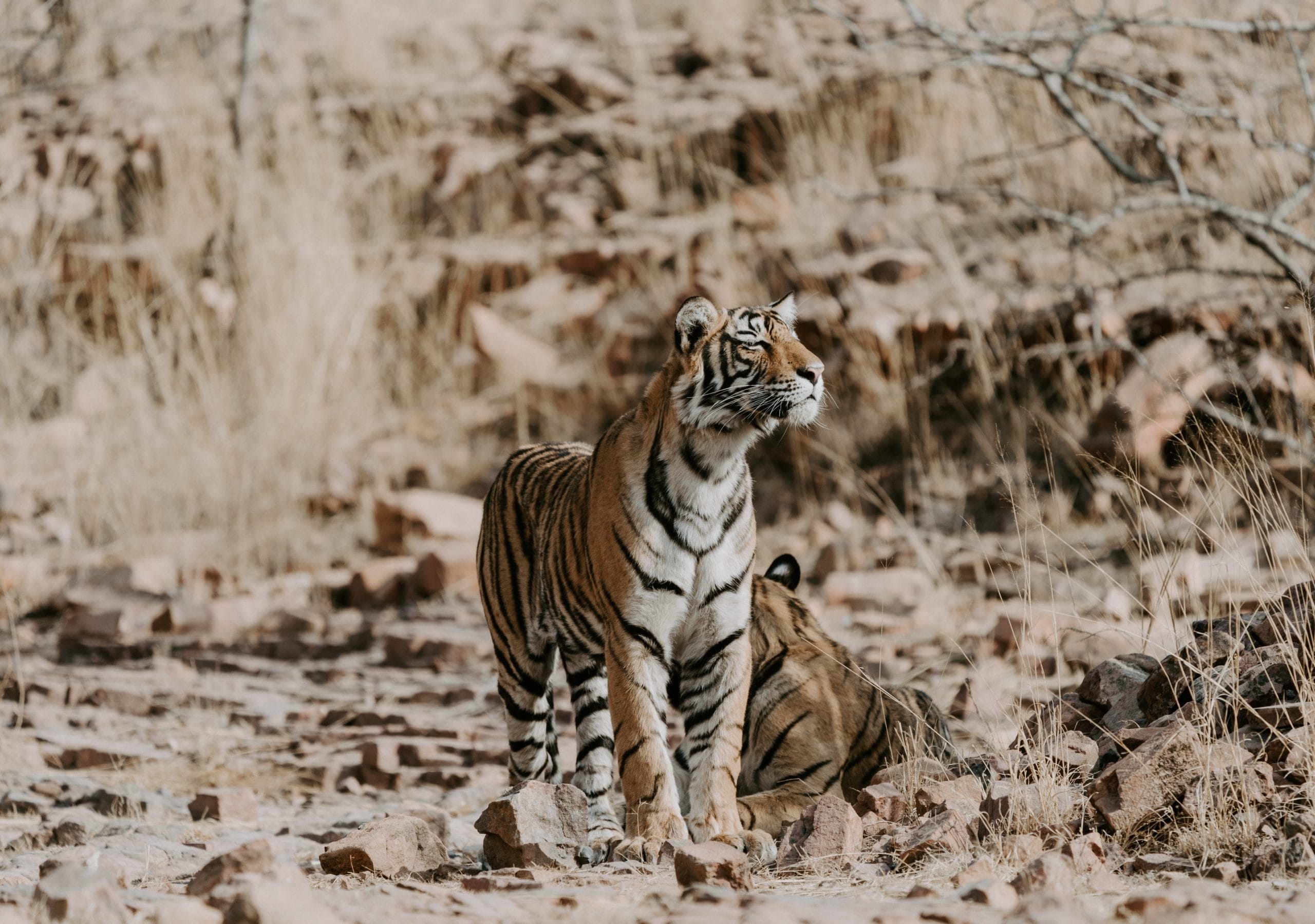 Ranthambore National Park Itinerary: Explore The Wild
