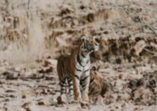 Ranthambore National Park Itinerary: Explore The Wild